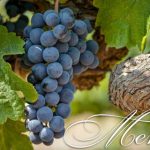 Rượu vang Merlot
