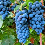 giống nho Cabernet Sauvignon