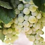 nho chardonnay