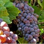 nho pinot grigio