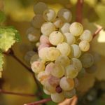 giống nho riesling