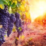 nho tempranillo